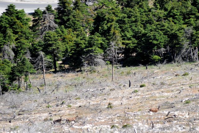 Ρίζες ζωής στα καμένα της Πάρνηθας
