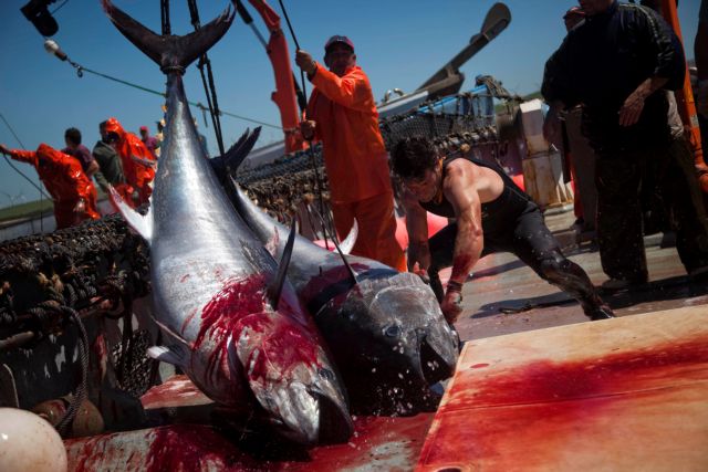 «Μαύρα Ψάρια», οι αντάρτες των θαλασσών