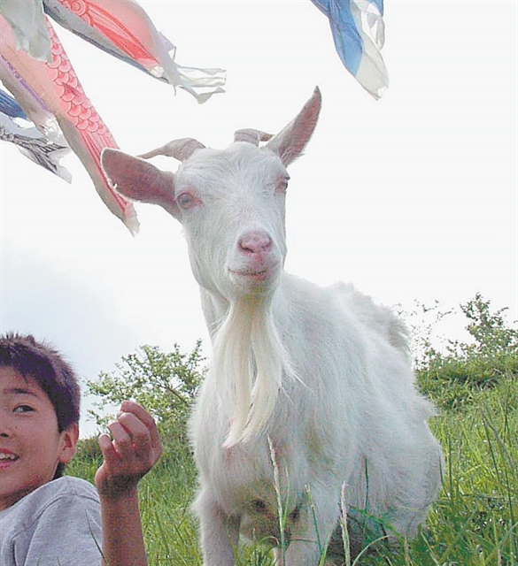 Πούλησαν παίκτες, αγόρασαν κατσίκες