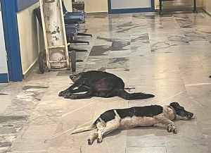 Φόλες και άλλα τέτοια βαρετά