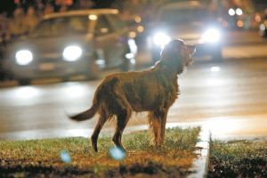 Ευθύνη του δήμου τα αδέσποτα ζώα