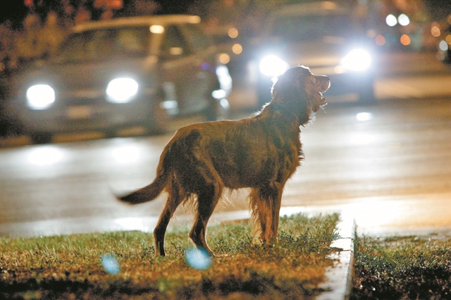Ευθύνη του δήμου τα αδέσποτα ζώα