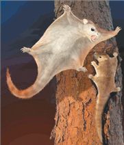 «Ιπτάμενος σκίουρος» 125.000.000 ετών | tanea.gr