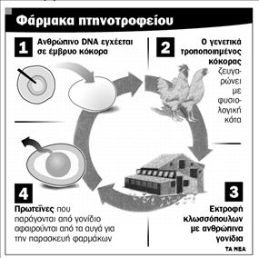 Μεταλλαγμένες κότες με  αυγά κατά του καρκίνου!