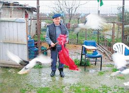 Γητευτές των περιστεριών