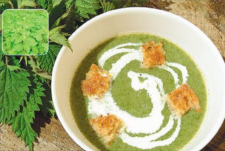 Τσουκνίδα, ένα διαμάντι  με τσουχτερές… ιδιαιτερότητες