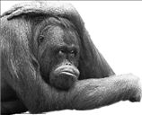 Πιο κοντά  στον άνθρωπο  ο ουραγκοτάγκος  λένε  οι επιστήμονες