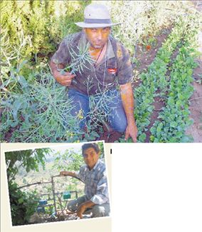 Κωδικός… αγριαγκινάρα