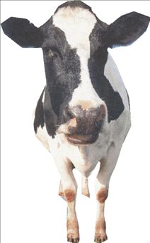 Όταν οι αγελάδες… βλάπτουν το περιβάλλον