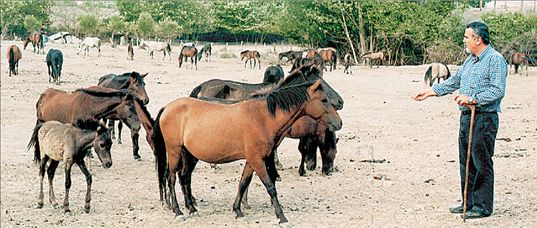 Αγώνας επιβίωσης για  το θεσσαλικό άλογο