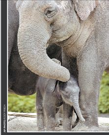 Οι ελέφαντες ποτέ δεν ξεχνούν  πού βρίσκεται η οικογένειά τους