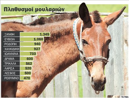 Σπάνιο είδος τα μουλάρια!