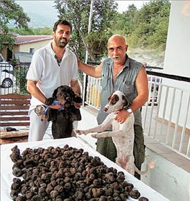 Σαφάρι για τρούφα!