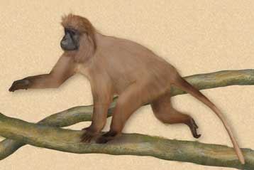 Kινδυνεύει να εξαφανιστεί ο πίθηκος της Τανζανίας