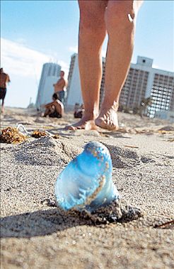 Η επέλαση της μέδουσας