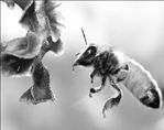 «Ηλεκτρονικό νέφος» σκοτώνει τα πουλιά και τις μέλισσες
