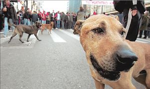 «Ο Κανέλος ήταν  σαν άνθρωπος…»