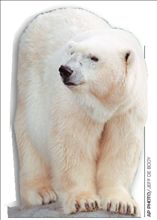 Πέθανε η μεγαλύτερη πολική αρκούδα του κόσμου