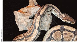 Τιτανοβόας με μήκος 13 μέτρα!