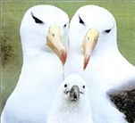 Εκστρατεία  σώζει τα  άλμπατρος