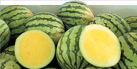 Κίτρινα γλυκά καρπούζια