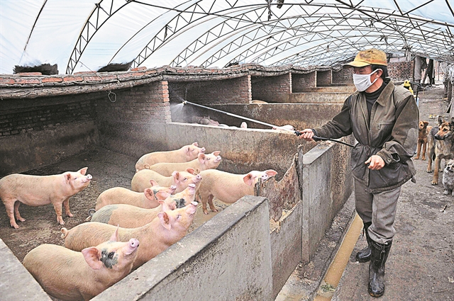 Η πανώλη στην Κίνα εκτοξεύει το χοιρινό