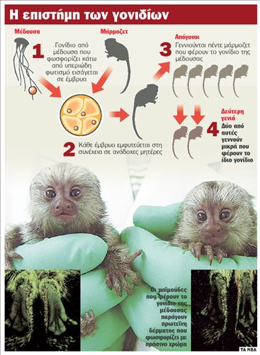 Μαϊμούδες με ανθρώπινες ασθένειες