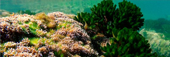 Ελληνικά εξωτικά φύκια