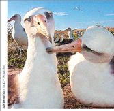 Λεσβίες άλμπατρος  και μπαϊσέξουαλ  χιμπαντζήδες!