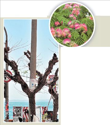 Πεθαίνουν οι ακακίες  της Κωνσταντινούπολης