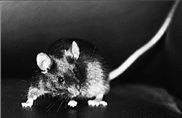 ΔΙΑΣΤΑΣΕΙΣ   Ποντίκια – κλώνοι από δερματικά κύτταρα