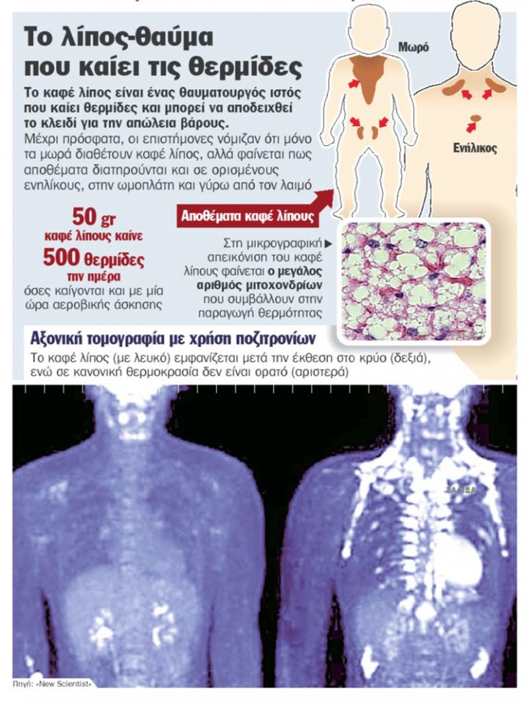 «Καφέ» λίπος που καίει τις θερμίδες!
