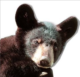 Παρεξηγημένες οι αρκούδες