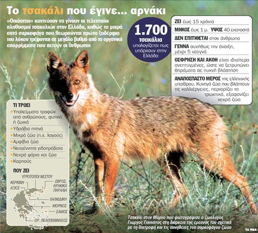 Ένα τσακάλι στην… αυλή μας