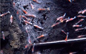 Πρώτη… βουτιά σε υποθαλάσσιο ηφαίστειο