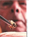 Θεραπεία με  ένα τσίμπημα  μέλισσας