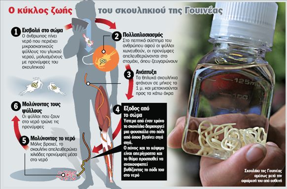 Το σκουλήκι που μεγαλώνει στο ανθρώπινο σώμα