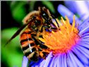 Οι µέλισσες εξαφανίζονται  χωρίς να αφήνουν ίχνη