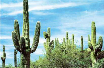 Φιλτράρουν το νερό τα αγκάθια του κάκτου