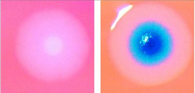 Σύνθια, το πρώτο τεχνητό κύτταρο