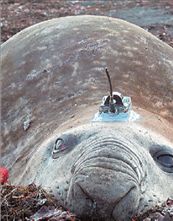 Οι θαλάσσιοι  ελέφαντες  μαρτυρούν τα  μυστικά τους