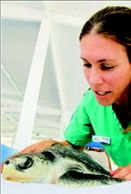 Εκστρατεία για τις χελώνες  στον Κόλπο του Μεξικού