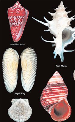 Οι άγνωστες ιστορίες των κοχυλιών