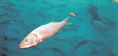 Το λαβράκι τρώει ακόμα και…σουβλάκια