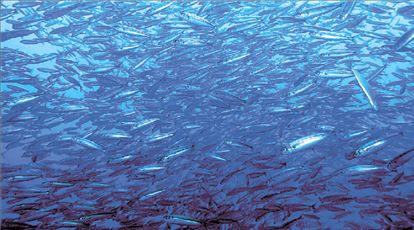 Γόπα: η λαχταριστή…βοϊδομάτα