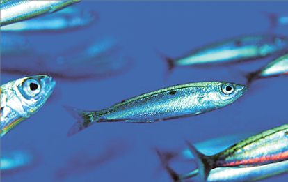 Η μαρίδα η φυσιολάτρης