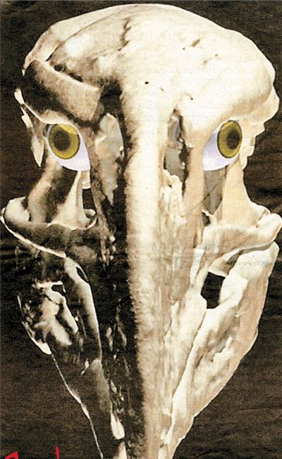 Πουλί του τρόμου   Πουλί του τρόμου