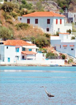 Στον υγροβιότοπο του Γέρακα