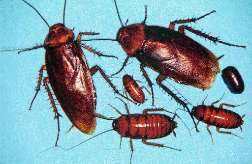 Βρήκαν νέα αντιβιοτικά στον εγκέφαλο της… κατσαρίδας