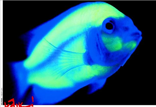 Ψάρι που φωσφορίζει   Ψάρι που φωσφορίζει